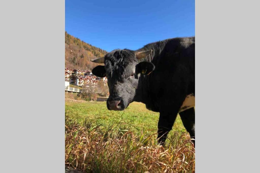 Tablà - confort ed eleganza a 100 mt dagli impianti Aprica Exterior foto